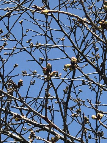 群馬和装前撮りロケーションフォト桜