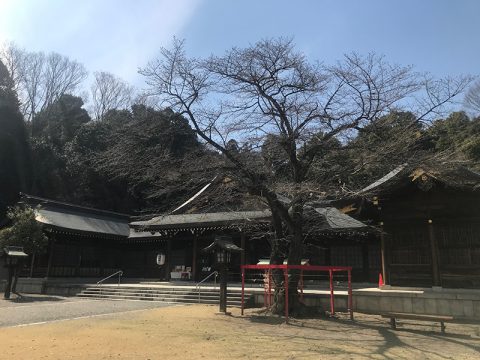 群馬和装前撮りロケーションフォト桜