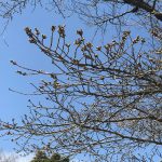 群馬和装前撮りロケーションフォト桜