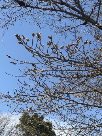 群馬和装前撮りロケーションフォト桜