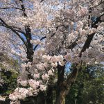 高崎市桜前撮り和装ロケーションフォト