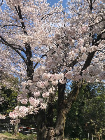 群馬県前撮りロケーションフォト和装