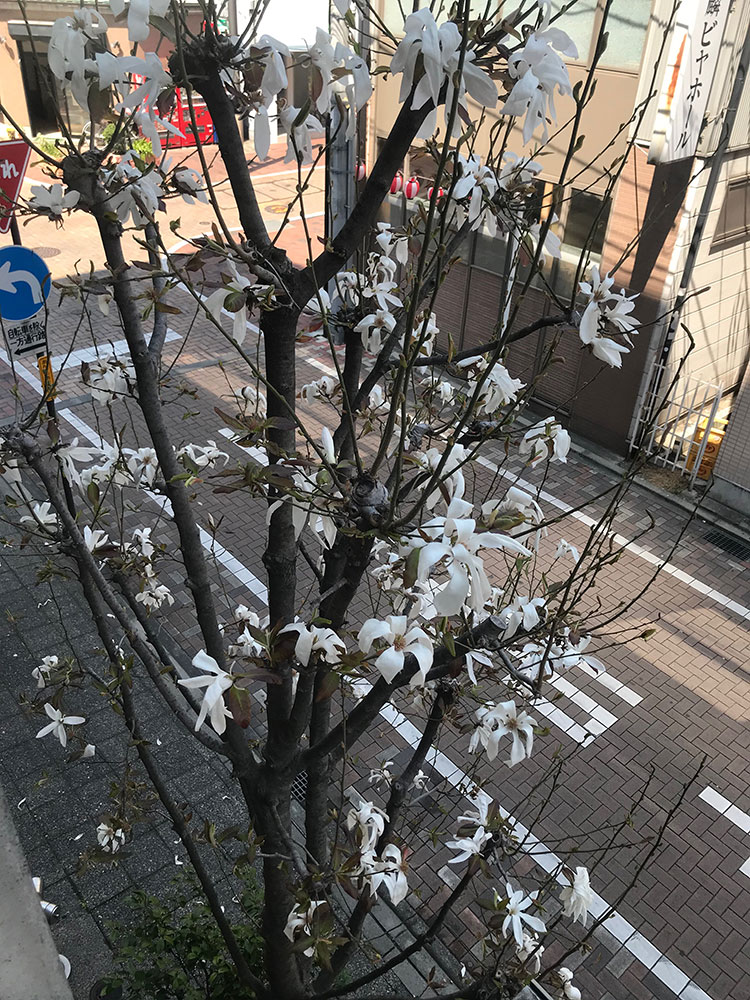 群馬和装前撮りロケーションフォト桜