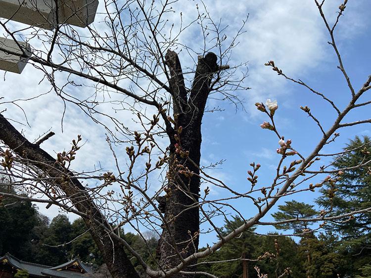 桜和装前撮りロケーションフォト群馬