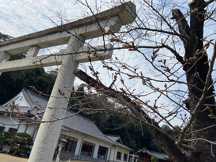 桜和装前撮りロケーションフォト群馬